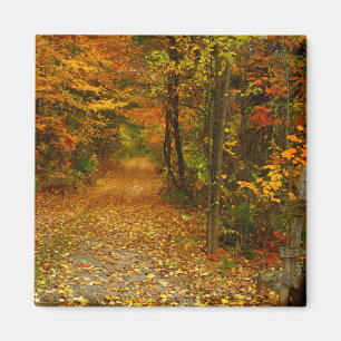 Autumn Splendour Magnet