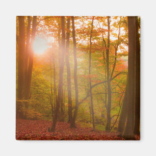Autumn Splendour Magnet