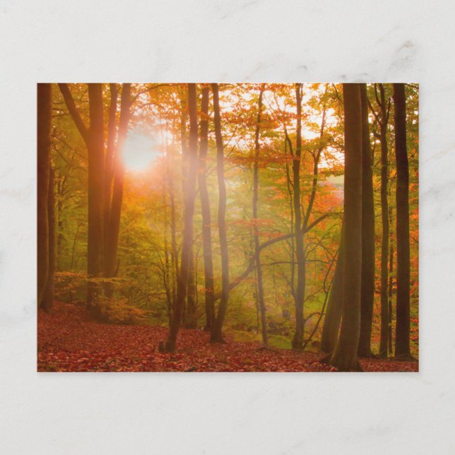 Autumn Splendour Postcard (Front)