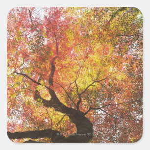 Autumn Square Sticker