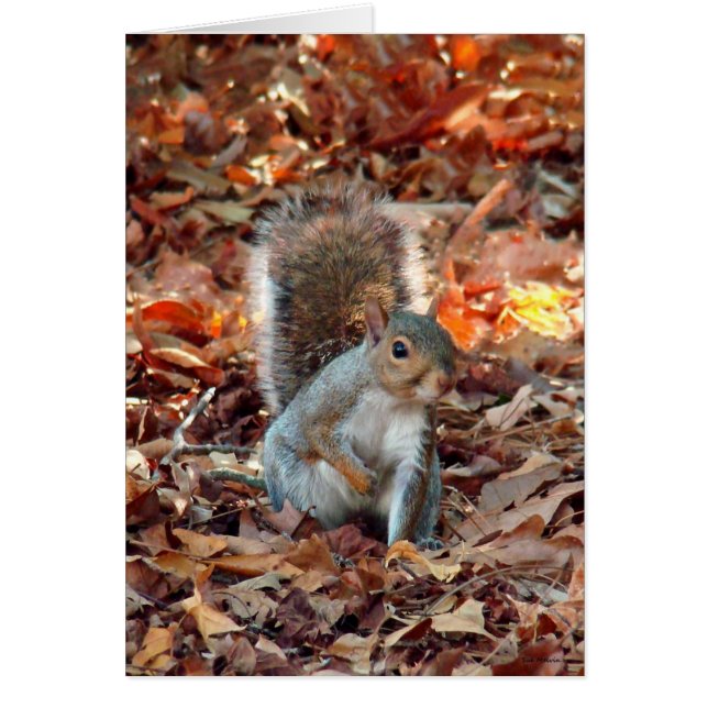 Autumn Squirrel (Front)