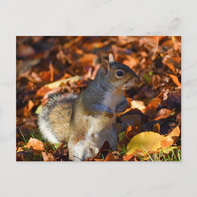 Autumn Squirrel  Postcard (Front)