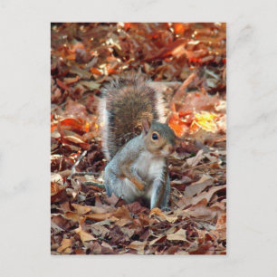 Autumn Squirrel Postcard