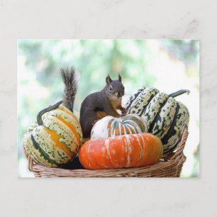 Autumn Squirrel Postcard