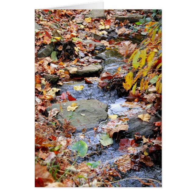 Autumn Stream (Front)