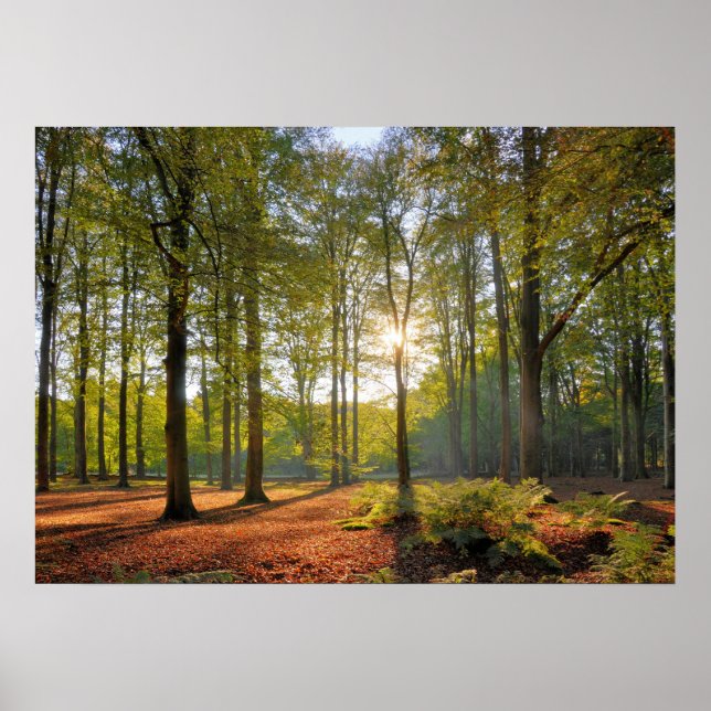 Autumn sun in the forest poster (Front)