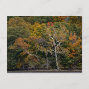 Autumn Sycamores Postcard