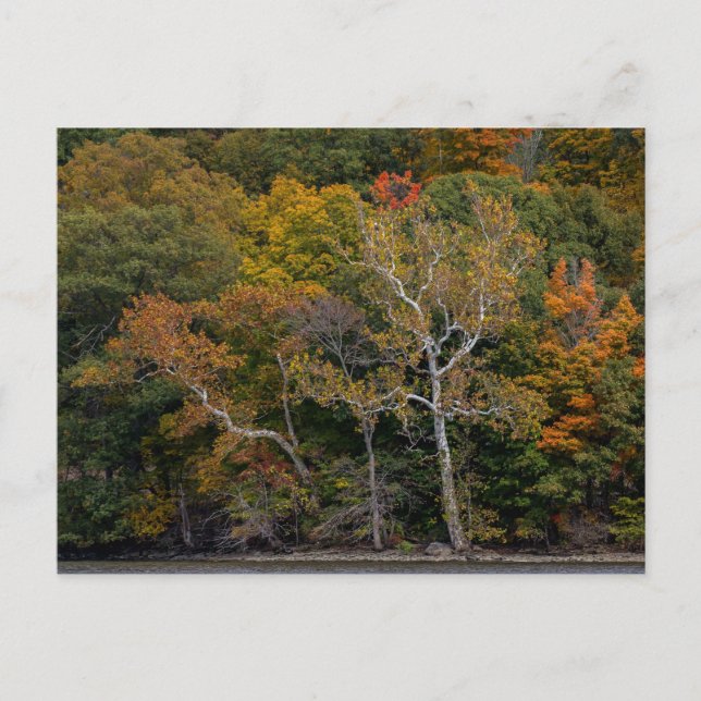 Autumn Sycamores Postcard (Front)
