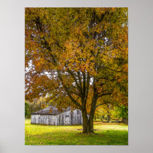 Autumn Tree And Barn Painterly Poster