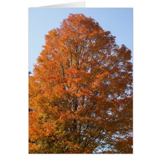 Autumn Tree-Blank Card (Front)