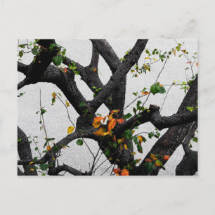 Autumn Tree Branches Postcard