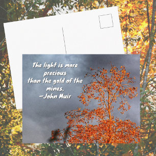 Autumn Tree Golden Light John Muir Nature Quote Postcard