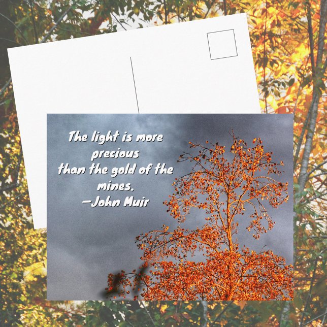 Autumn Tree Golden Light John Muir Nature Quote Postcard (Creator Uploaded)