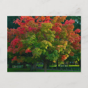 Autumn Tree in Boston Public Garden Postcard