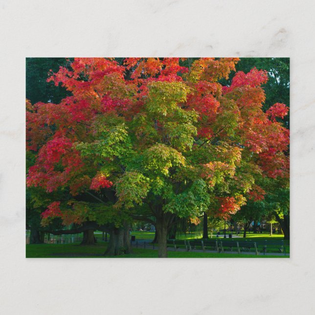 Autumn Tree in Boston Public Garden Postcard (Front)