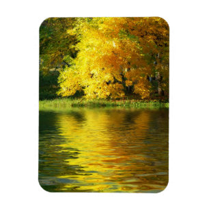 Autumn tree in the forest with reflection magnet