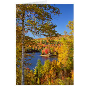 Autumn tree landscape, Maine