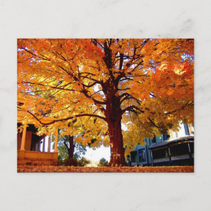 Autumn Tree photo by Mark Edward Westerfield Postcard