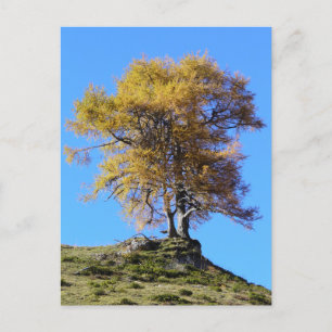 Autumn Tree Postcard