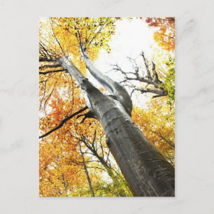 Autumn tree postcard
