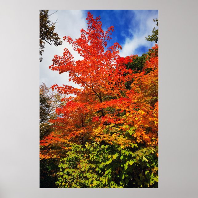 Autumn Tree Poster (Front)