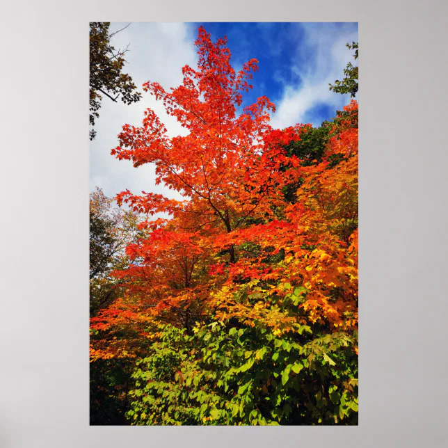 Fall Tree Posters Autumn Tree Poster | Zazzle