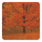 Autumn tree with red foliage