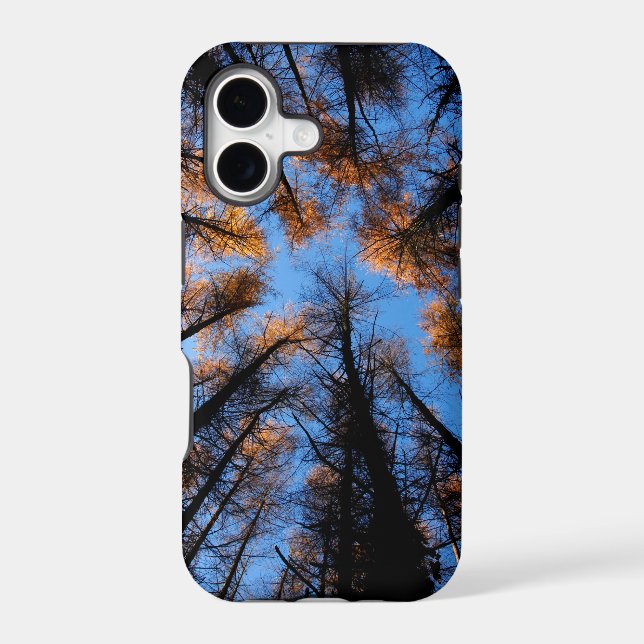 Autumn trees at  sunset (Back)