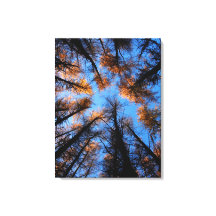 Autumn trees at sunset canvas print
