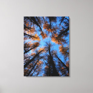 Autumn trees at sunset canvas print