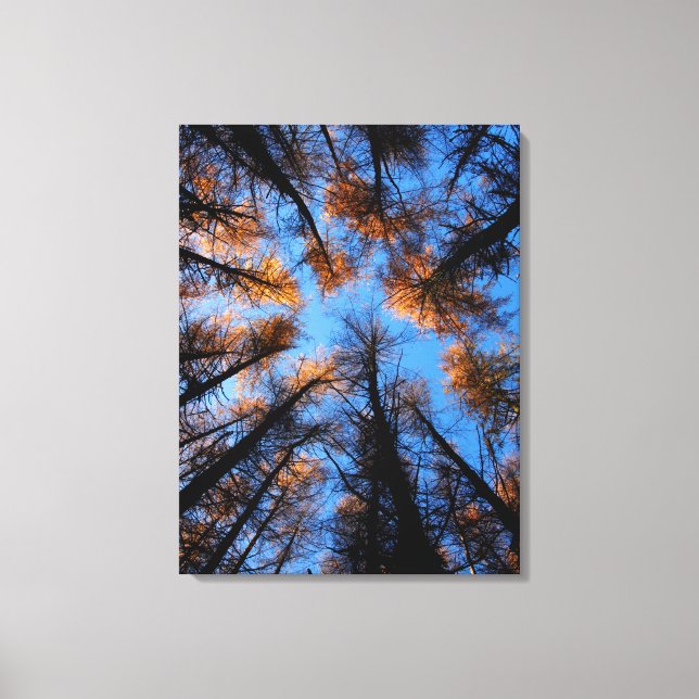 Autumn trees at sunset canvas print (Front)