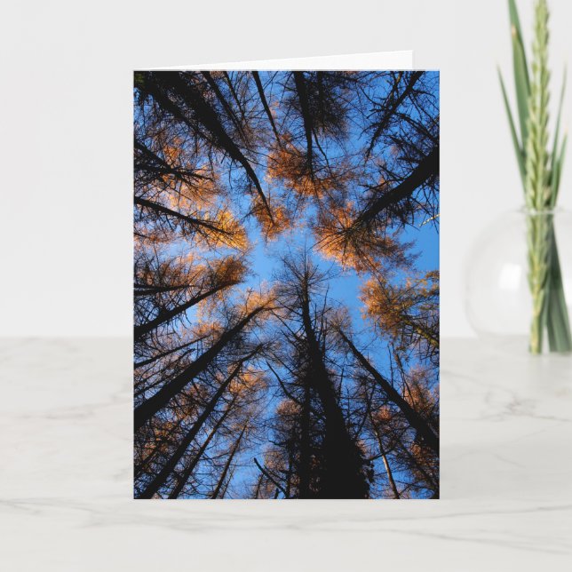 Autumn trees at sunset greeting card (Front)