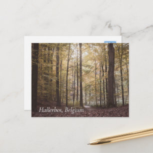 Autumn Trees, Hallerbos, Belgium Postcard