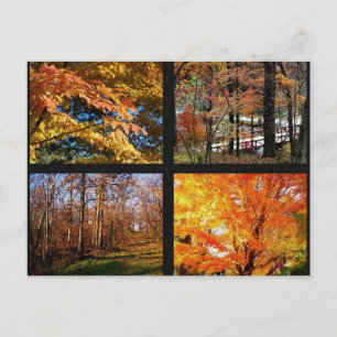 Autumn Trees in Arkansas Photograph Postcard