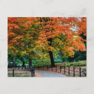 Autumn Trees in Central Park Photo Postcard