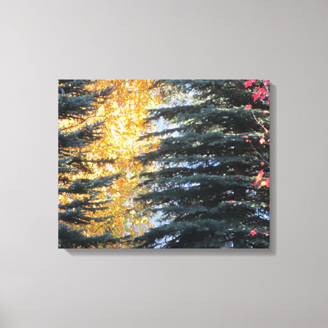 Autumn Trees in Whistler, B.C. Canvas Print (Front)