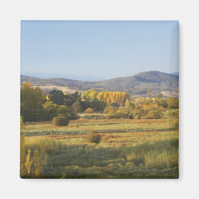 Autumn Trees, Khancoban, Snowy Mountains, New Magnet (Front)