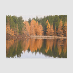 Autumn Trees Lake Colourful Orange Fall Themed Tissue Paper