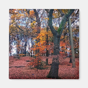 Autumn trees magnet