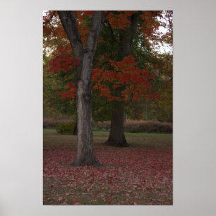 Autumn Trees Photo Poster 