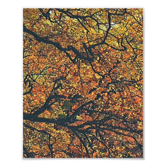 AUTUMN TREES PHOTO PRINT (Front)