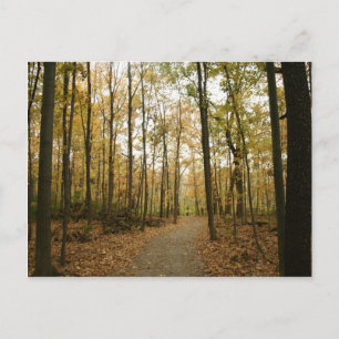 Autumn Trees Postcard