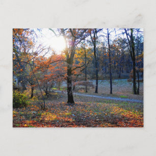 Autumn trees postcard