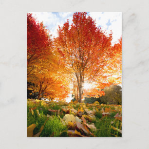 Autumn Trees Postcard