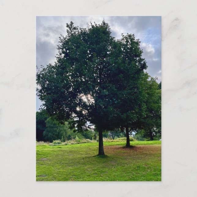 Autumn trees postcard (Front)