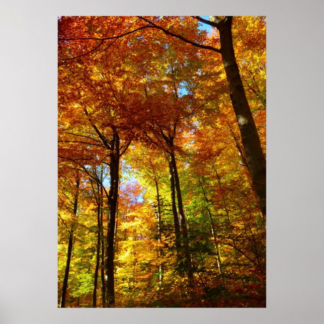 Autumn Trees Poster (Front)
