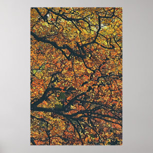 AUTUMN TREES POSTER