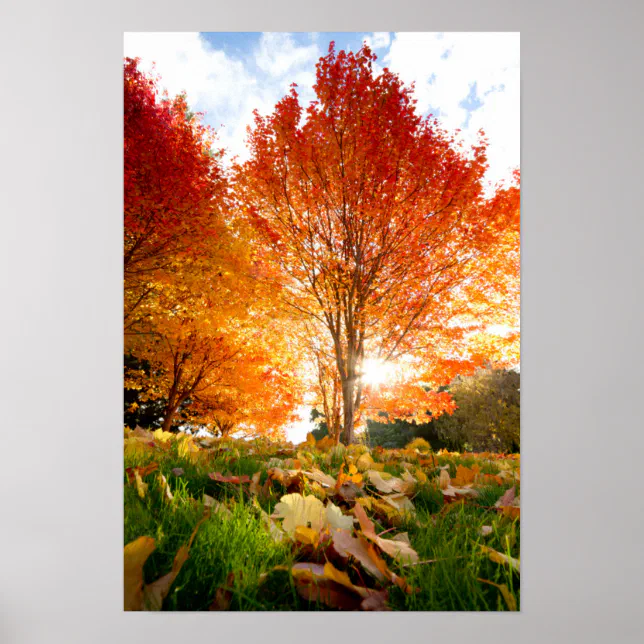 Fall Tree Posters Autumn Trees Poster | Zazzle