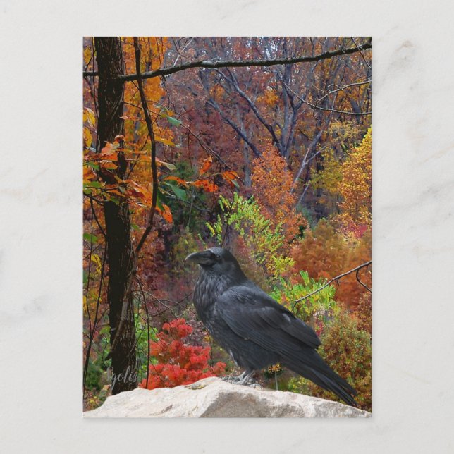 Autumn Trees with Crow Seasonal  Postcard (Front)
