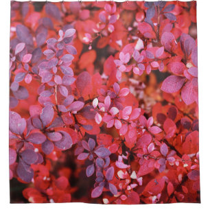 Autumn Vibrant Red Violet Foliage Shower Curtain
